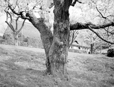 Elbing heights, tree at the village Succase, East Prussia, 1930s (b/w photo)