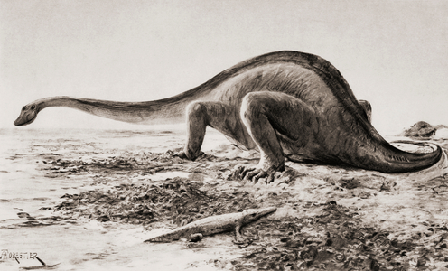 The Giganotosaurus, disinterred from rocks, 1912. From a reconstruction drawing by A. Forrestier, from the book The Outline of History by H.G.Wells Volume 1, published 1920.