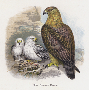 The Golden Eagle (chromolitho)
