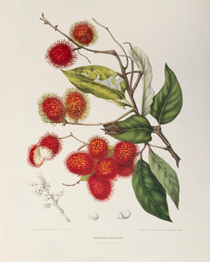 Rambutan, 1863 (Plate)