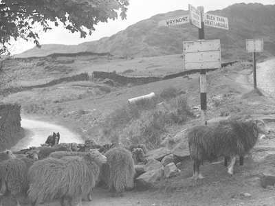 A flock of sheep stand at a junction in a road next to a roadsign, watched on by a sheepdog, 1930s-60s (b/w photo)