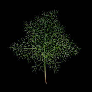 Ferula communis I, 2019 (photo)