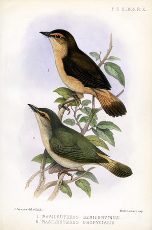 Chestnut-capped Warblers (print)