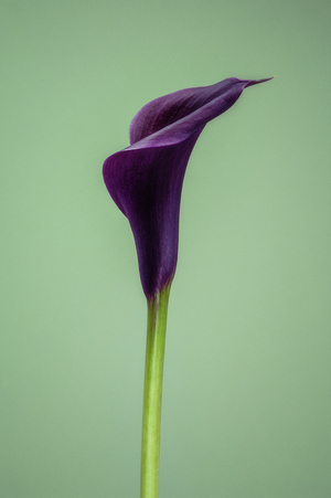Single purple Calla Lily, 2021 (photo)