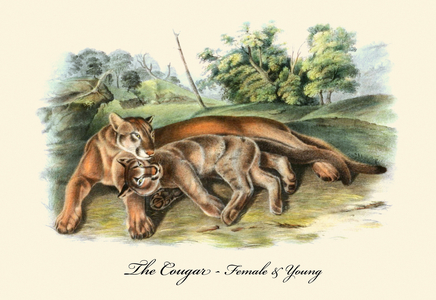 The Cougar-Female and Young