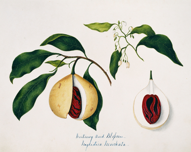 Nyrustuca moschata