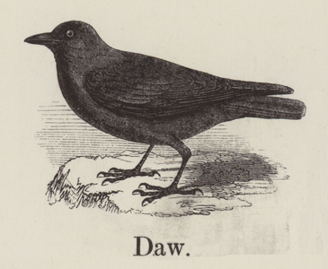 Daw (engraving)