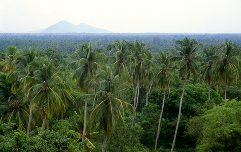 Sri Lanka: A view of the surrounding countryside from the top of the staircase at Yapahuwa, an ancient rock fortress in Sri Lanka's North Western Province (photo)