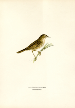 Grasshopper Warbler (colour litho)