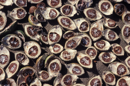 India. Close-Up Of Drying Betel Nuts