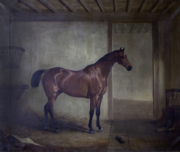 A Bay Hunter in Stable