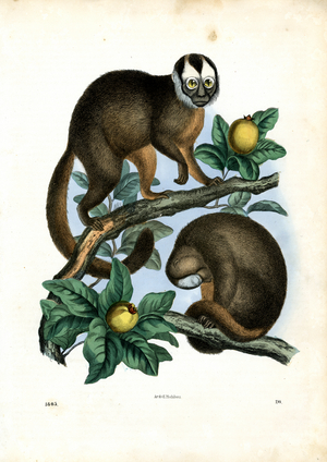 Night Monkeys on Tree Branches (hand-coloured litho)