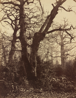 Tree Study, Fontainebleau,1860 (photo)