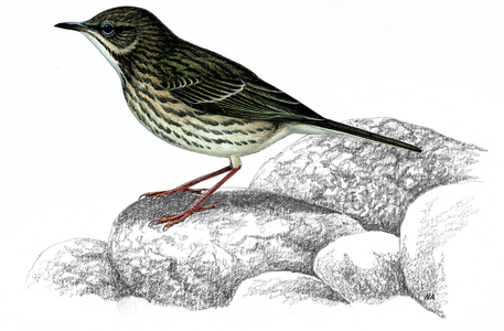 Eurasian Rock Pipit