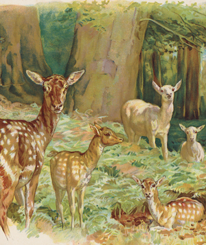 Deer (colour litho)