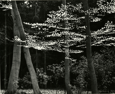 Beech Forest, Netherlands, 1971 (silver gelatin print)