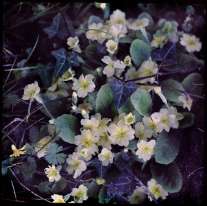 Primula, Flowers, September 2021, (autochrome)