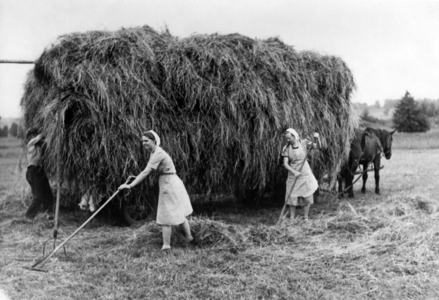 WW2 - HJ in agriculture 1942 (photo)