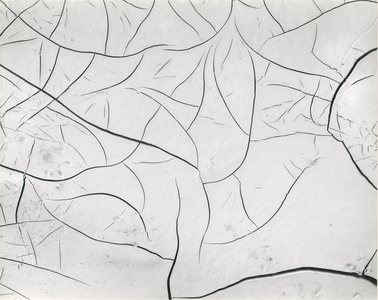 Mud Cracks, 1955 (silver gelatin print)
