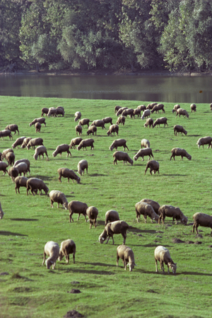 Sheep grazing on a meadow on the Danube in Hungary (photo)