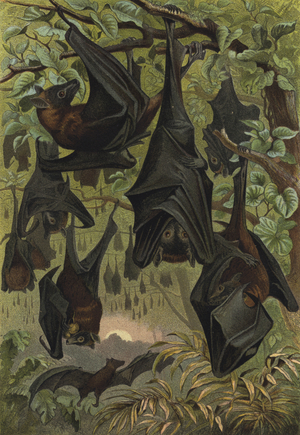 Flugfuchs (chromolitho)