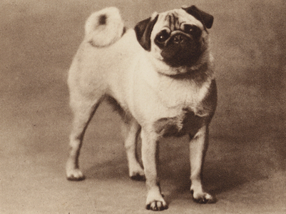 Dogs: The Pug (b/w photo)