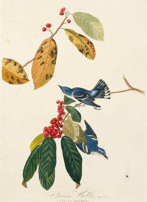 Dendroica cerulea, cerulean warbler, Plate 48 from John James Audubon's Birds of America, original double elephant folio, 1827-30 (hand-coloured aquatint)