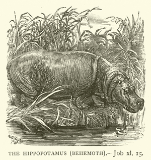 The Hippopotamus (Behemoth), Job, xl, 15 (engraving)