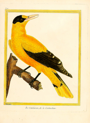 Cuckoo-oriole from Cochinchina (print)