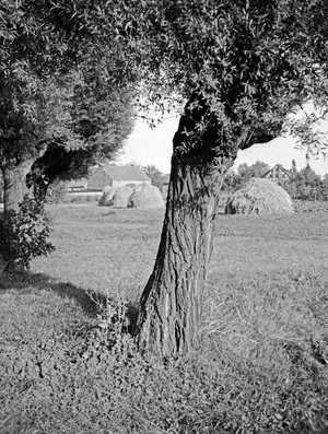Meadow landscape in the river Frisching area, East Prussia, 1930s (b/w photo)