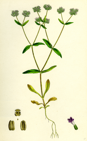Valerianella Carinata Carinated Lamb's-Lettuce