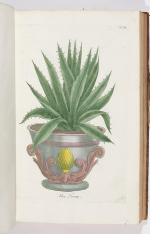 Aloe Ferox, 1737 (engraving)