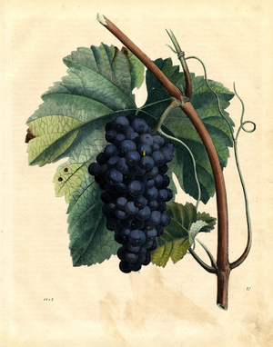 Grape Vine with Leaves and Tendrils (engraving)