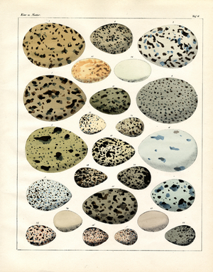Colored and Patterned Bird Eggs (print)