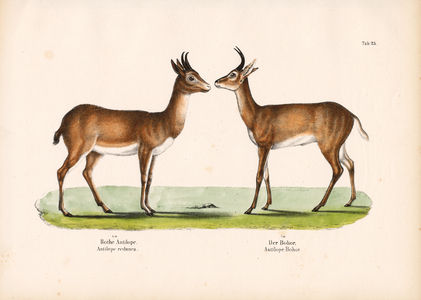 Bohor Reedbuck and Common Reedbuck, 1848 (lithography)