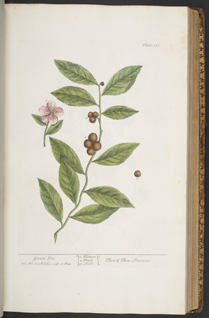 Plate 351, from 'A Curious Herbal', 1737 (coloured engraving)