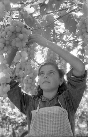 BITTER GRAPES - THE VERY YOUNG PERGOLONA, 1954 (photo)