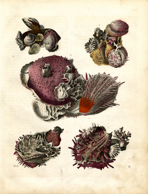 Various Barnacles and Sea Sponges (hand-coloured engraving)