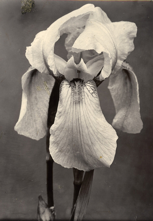 Iris, c.1895-1910 (gold-toned gelatin silver print)
