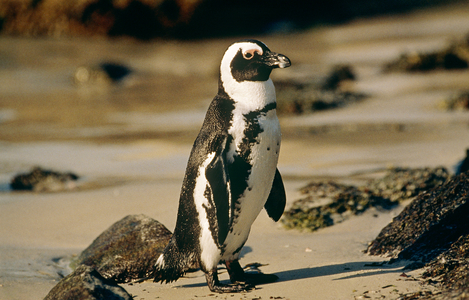 Penguin, Boulders Beach, Cape Town, South Africa (photo)