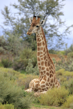 Inverdoon Game Reserve, Karoo, South Africa (photo)
