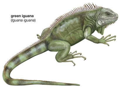 Green iguana (Iguana iguana)