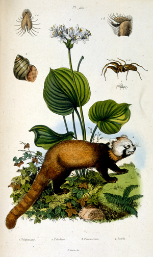 Botanical and zoological illustration by F. E. Guérin. From Dictionnaire pittoresque d'histoire naturelle et des phénomènes de la nature-1833/1834