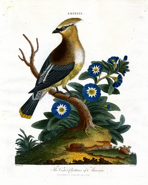 The Crested Chatterer of America, 1810 (print)