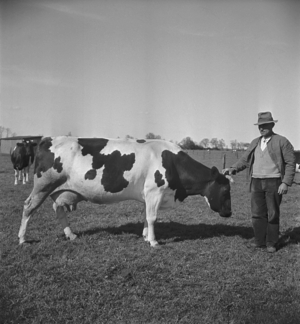 Farmer with cow, 1930s (photo)