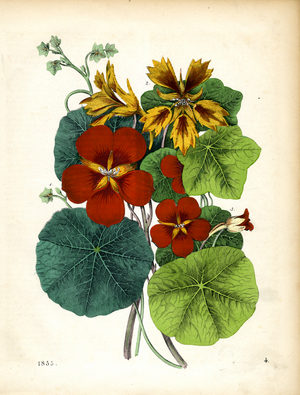 Nasturtium and Other Tropaeolum Species (hand-coloured litho)
