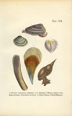 Freshwater Snails and Marine Bivalves, 1850 (lithography)