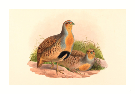 Perdix Barbata (Daurian Partridge), Colored Lithograph