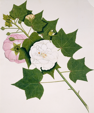 Hibiscus mutabilis