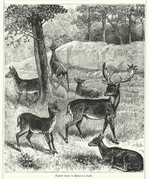 Fallow deer in Battersea Park, London (litho)